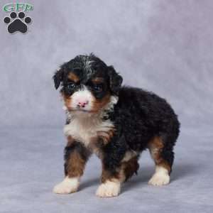 Lindy, Mini Bernedoodle Puppy